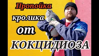 КАК ПРОПОИТЬ КРОЛИКОВ ОТ КОКЦИДИОЗА ПРОСТОЙ СПОСОБ !!!!!!!!!!