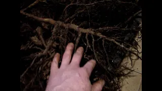 Orzech sercowaty właściwości systemu korzeniowego. Heartnut - root system properties.