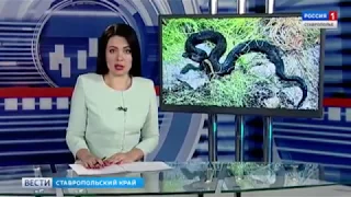 Змеи, ужас! Ставрополье наводнили змеи