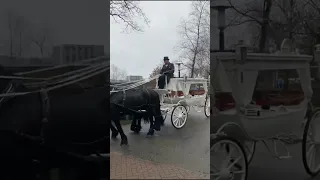 Uitvaart met de witte rouwkoets en 4 Friese paarden, www.stalhouderijhazeleger.nl