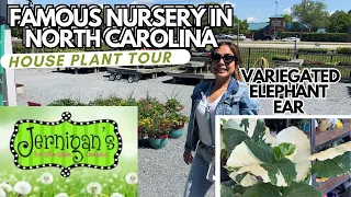 SPRING PLANT SHOPPING WITH ME AT JERNIGAN’S NURSERY/ VARIEGATED ALOCASIA, FLOWERS, STRING OF PLANTS