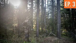 Bugling Bulls in GRIZZLY Country | Montana Archery Elk (EP. 3)