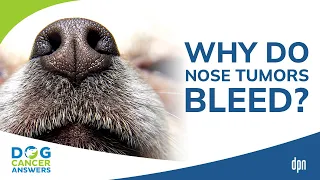 Why Do Nose Tumors Bleed? Q&A | Dr. Brooke Britton