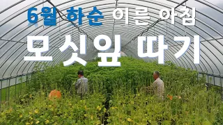 초수 모싯잎 수확 과정, 모시농업, Korea Agricultural Landscape
