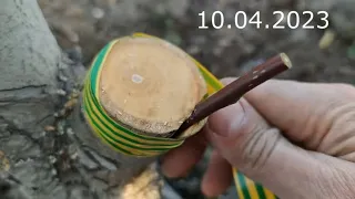 grafting a tree // grafting a tree into a split from the edge of a stump