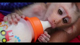 Cute Baby Monkey Drinking Milk Funny Monkey Dance Video monkey cartoon monkey dance monkey song