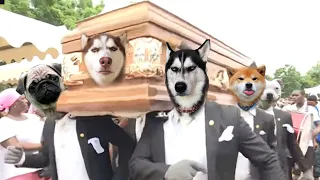 Dancing Funeral Coffin Meme - 🐶 Dogs and 😻 Cats Version #shorts