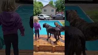 Toddler with Presa Canarios | Dock Diving Presa Canario