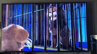 Samson's Throwback Story as young Lion Cub in the Circus from Disney's The Wild 2006.