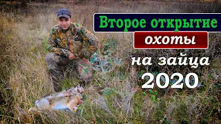 Второе ОТКРЫТИЕ охоты на ЗАЙЦА 2020