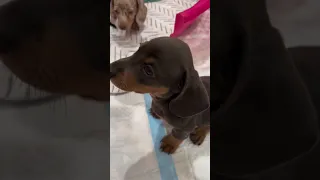 Adorable Playtime with Playful Little Dachshunds #dachshundpuppies  #playfulpets  #cutedogs