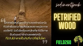 Ancient Giant Trees Found Petrified in Thailand :: field 260