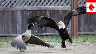 Bald eagle vs. Canada goose in the battle for North American supremacy