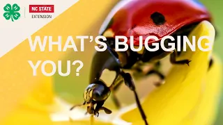 What's Bugging You? A Spark Activity