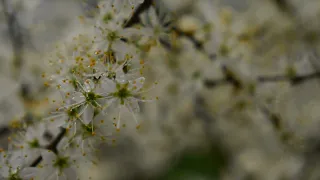 A walk in the woods: Spring has arrived! (Panasonic GH5)