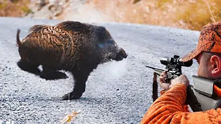 HEYECAN DOLU YABAN DOMUZU AVI - HIGH ADRENALIN WILD BOAR HUNTING,  Insane Hog Hunting, PIG, WILD