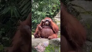 Самка орангутана примеряла очки, которые уронила посетительница зоопарка