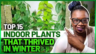 Top 15 Indoor Plants That Thrived in Winter 2022 || Indoor Plants Winter-The Leca Queen