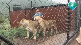 Kevin Richardson with Huge Lionesses
