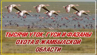 ТЫСЯЧИ УТОК И ГУСИ! ОХОТА НА ФАЗАНА И УТКУ В ЖАМБЫЛСКОЙ ОБЛАСТИ Мерке, Озеро Аспара Охота с легавыми