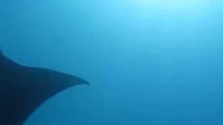 Manta Ray Manta Point Komodo National Park Indonesia Scuba Diving Mantas Travel