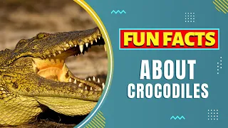 Fun Facts about Crocodiles 🐊