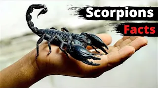 10 Amazing Facts About Scorpions