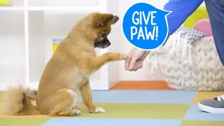 Train Your Dog to Give Paw | Chewy