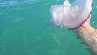 Rhizostoma pulmo / Barrel Jellyfish