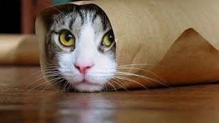 ► Funny Cats Compilation - Funny Videos 2015 (P1)