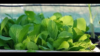 Easy growing mustard greens in the container | From seeds to harvest | Farmer House KH.