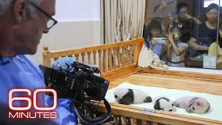 Giant pandas: What does it take to raise a baby panda in captivity?