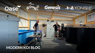 Modern Koi Blog #6127 - Nadine und Bennys Komplettverlust während der Quarantäne