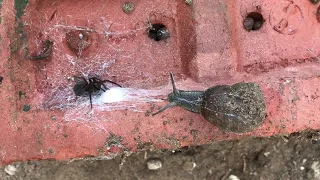 Black Laceweaver vs Oblivious Snail with Woodlice spectators