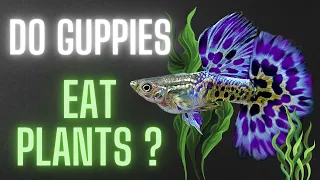 Guppy Fish Care - Do Guppies Eat Plants - All You Should Know ?