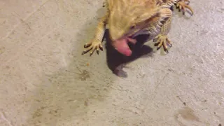 Bearded Dragon devours a pinky!(LIVE FEEDING)