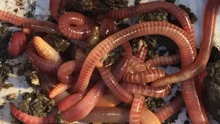 Wonderful Worms