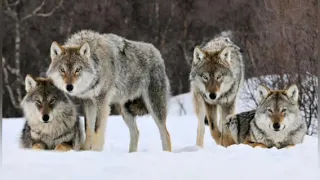 Wolf Tipping (Tractor tipping)