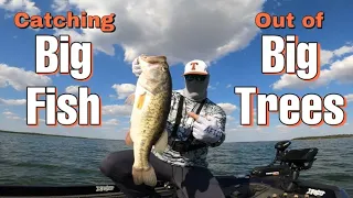 How To Catch BIG BASS Out Of BIG TREES