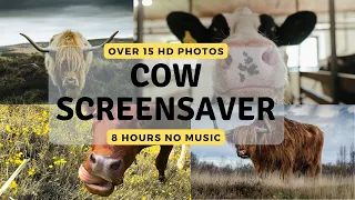 Cows Screensaver HD Photos of cows 8 hours no Music. Pictures of cows on the farm and in the field.