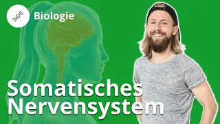 Somatische Nervensystem: Aufnahme und Weiterleitung von Reizen – Biologie | Duden Learnattack