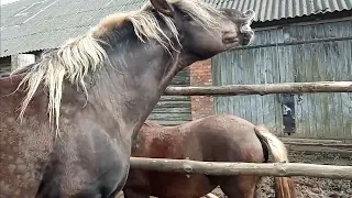 Жеребец / Ласкается к малышке Кабылице