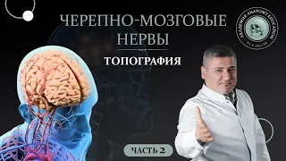 Черепные нервы.Топография черепных нервов.Черепно-мозговые нервы часть 2