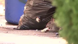 Boston sees rise in rat reports during the coronavirus pandemic