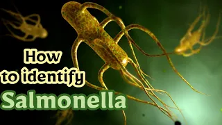 Identification of Salmonella in pharmaceutical companies ( Non lactose fermentor Enterobacteriaece)