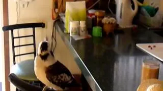 Tame Australian Kookaburra Eats In Kitchen