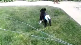 Puppy's Pull-Up Missed The Poop