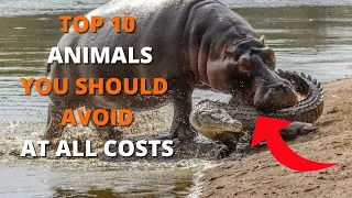 10 Extremely Dangerous Animals You Should Avoid at All Costs