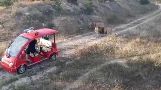 Вот такие бывают съемки видео у львов ! ВЗГЛЯД С МОСТКОВ !