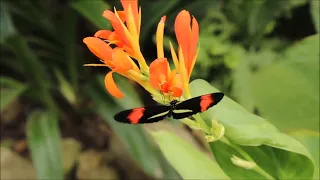 4K HDR Video Beautiful Flower Garden in Canada   The Butchart Gardens   Relaxing Meditation